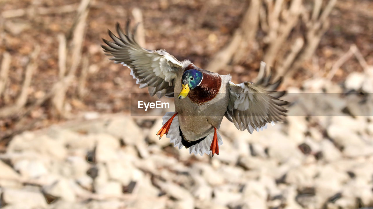 Close-up of duck flying outdoors