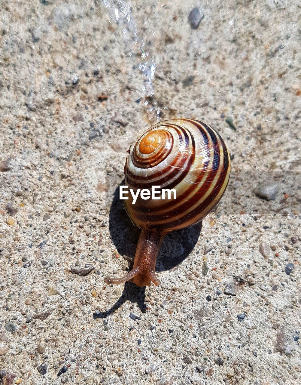 HIGH ANGLE VIEW OF SNAIL ON GROUND