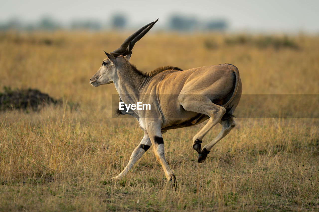 portrait of deer standing on field