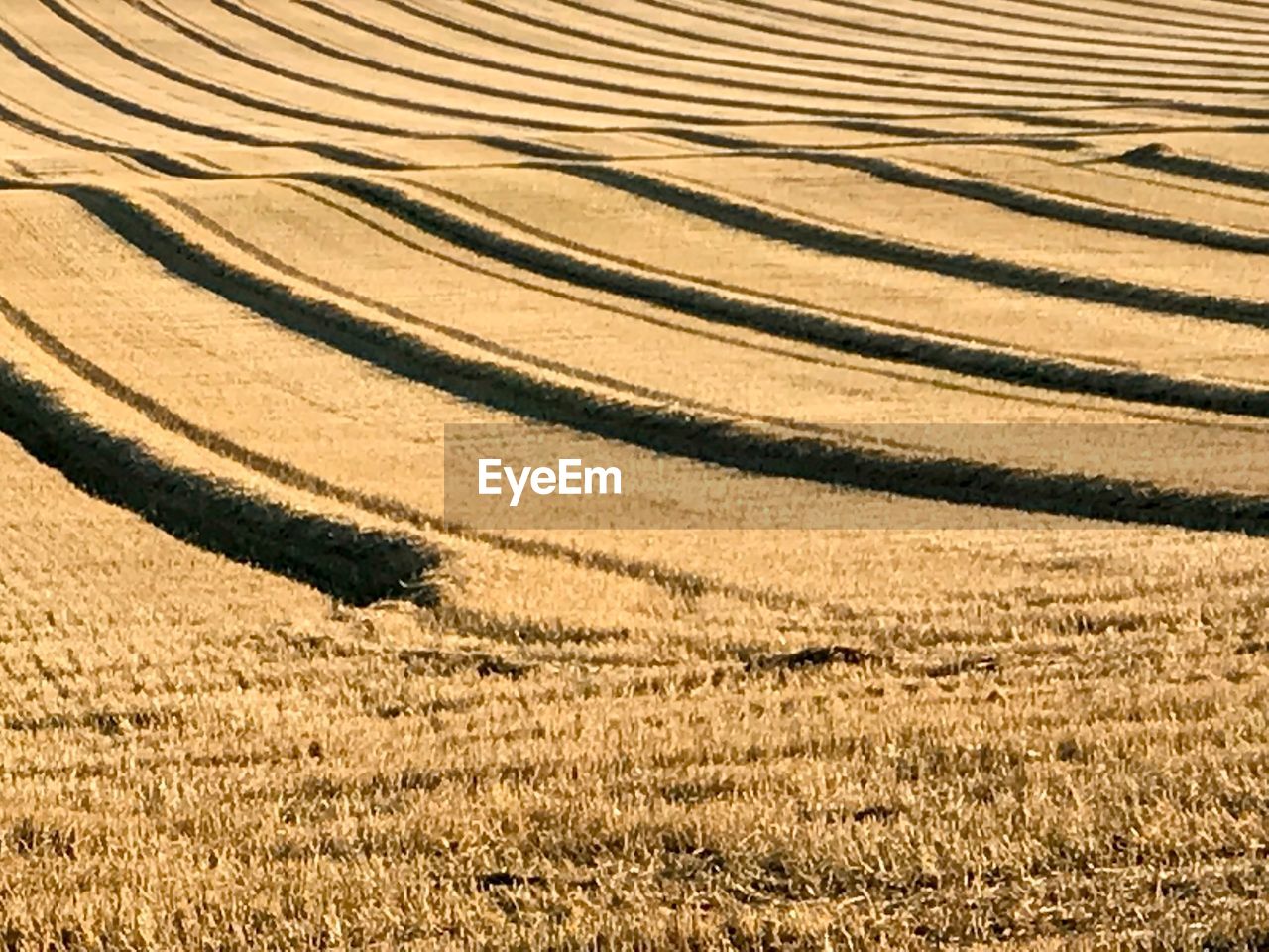 Full frame shot of wheat field