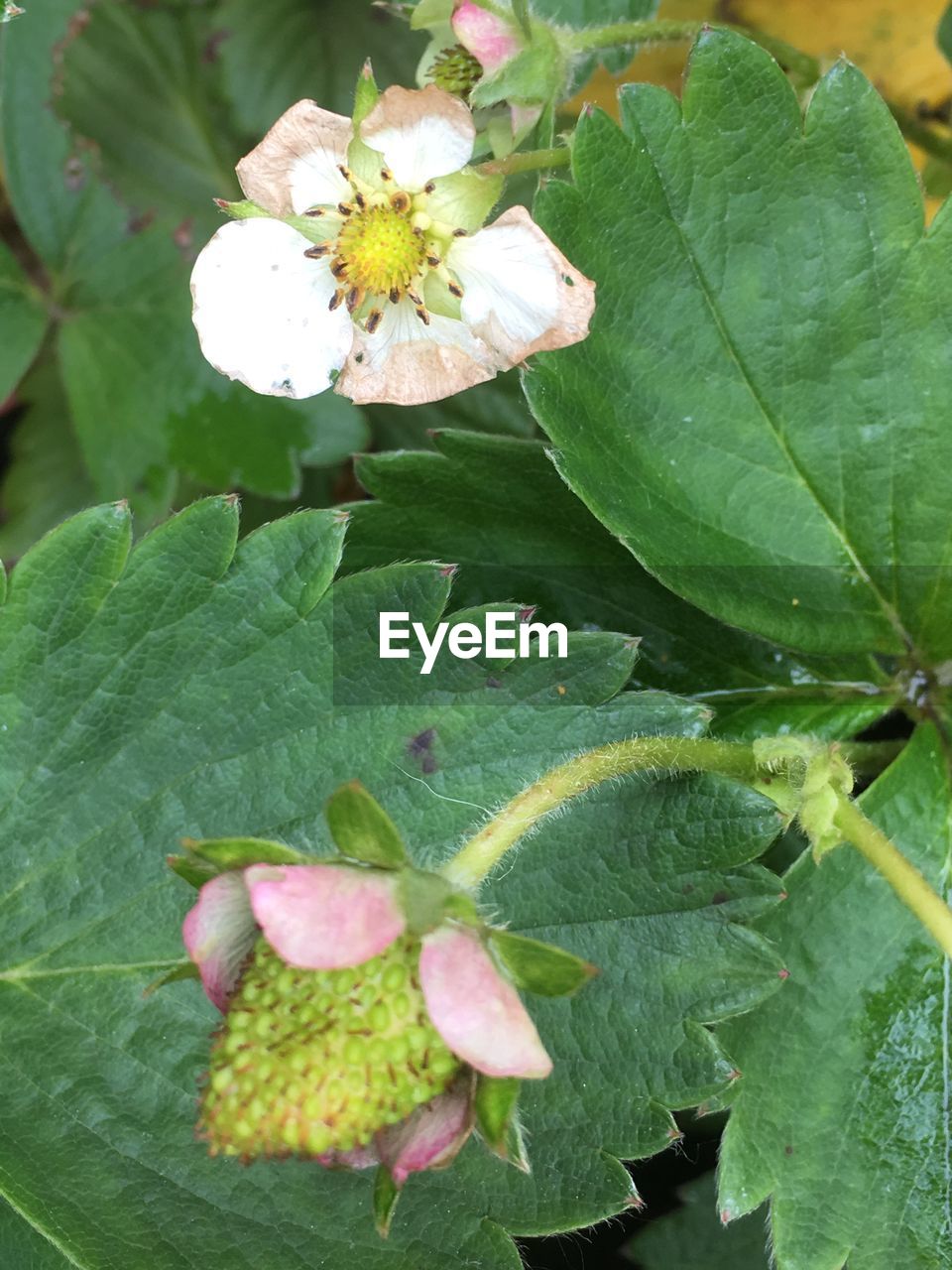 CLOSE-UP OF FLOWER