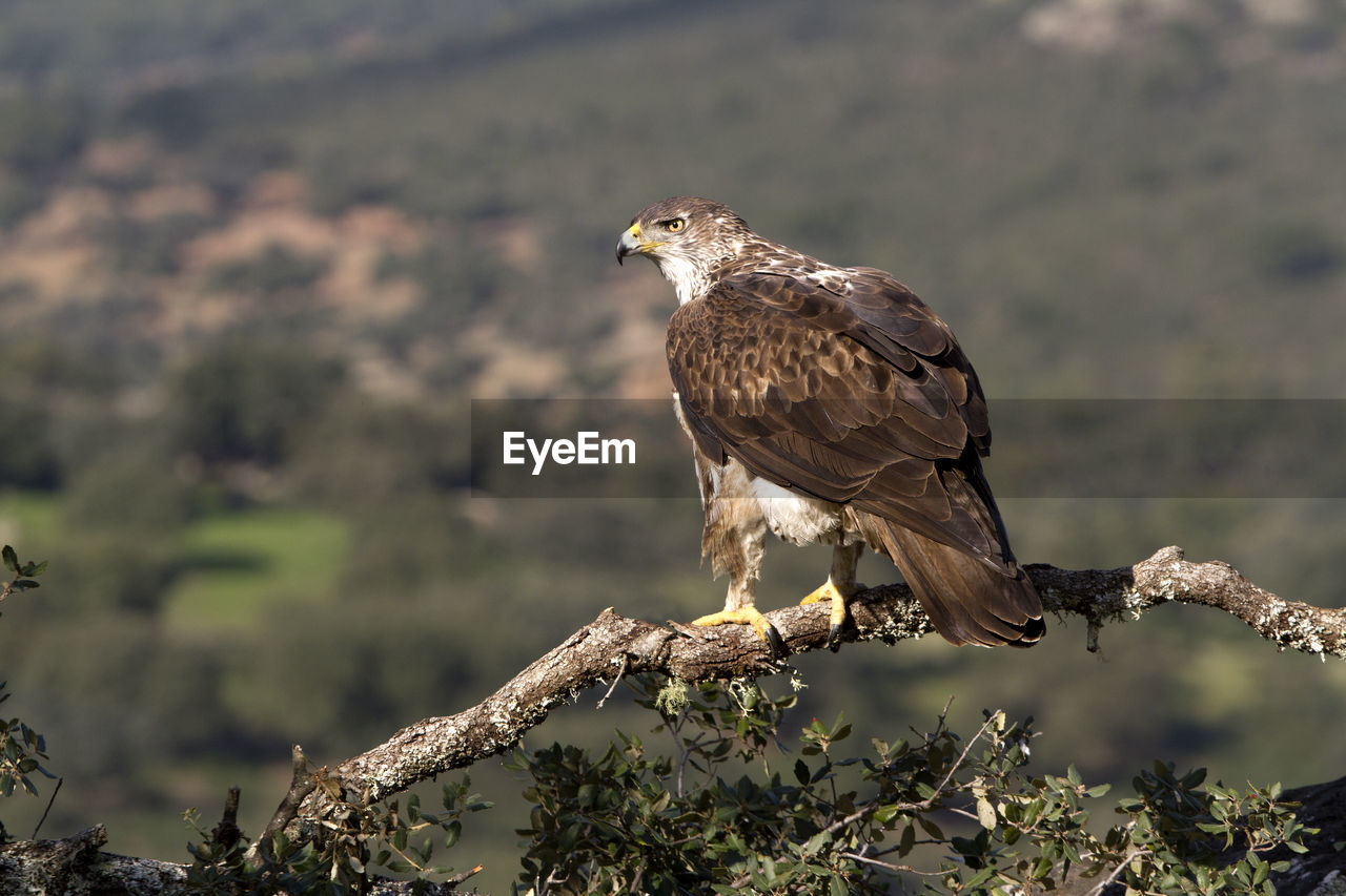 BIRD PERCHING ON A TREE