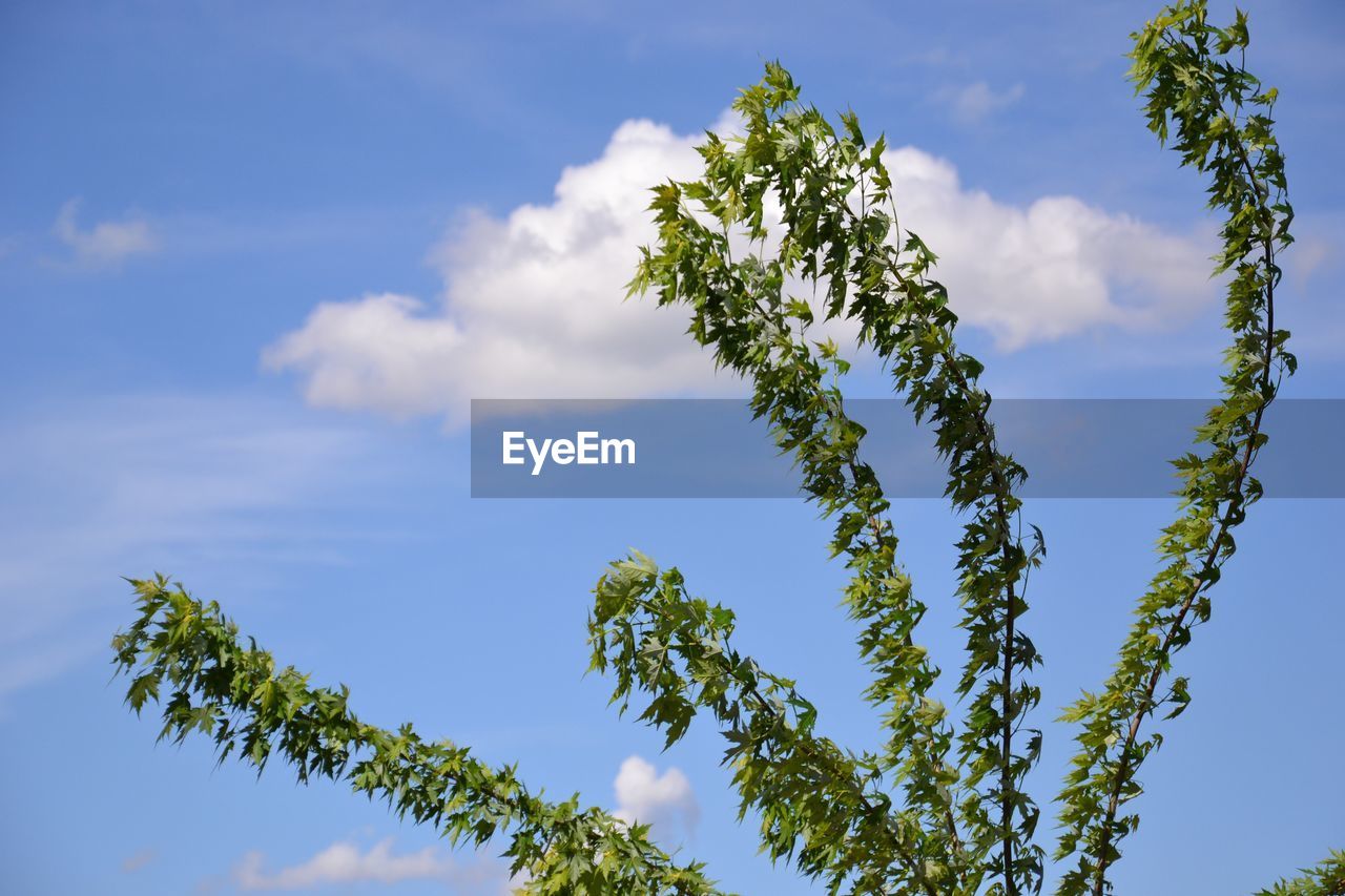 LOW ANGLE VIEW OF PLANT AGAINST SKY