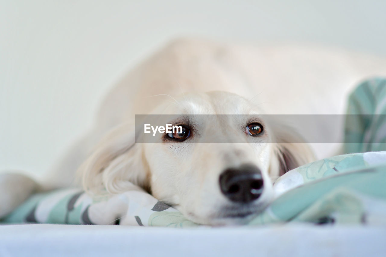 dog, canine, pet, domestic animals, one animal, mammal, animal, animal themes, puppy, retriever, portrait, indoors, domestic room, looking at camera, lying down, cute, relaxation, selective focus, labrador retriever, furniture, close-up, skin, white, nose, young animal, no people, copy space
