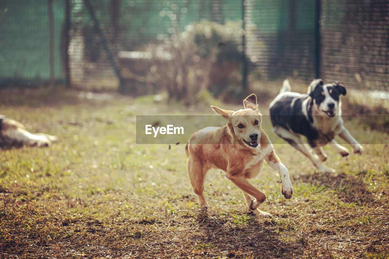 Dogs running on field