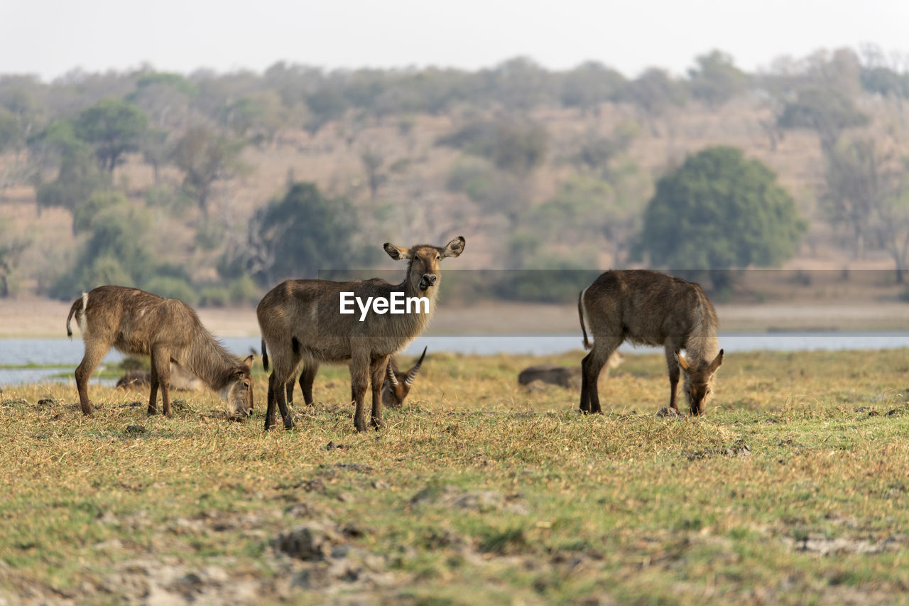 Wayerbuck grazing in a field