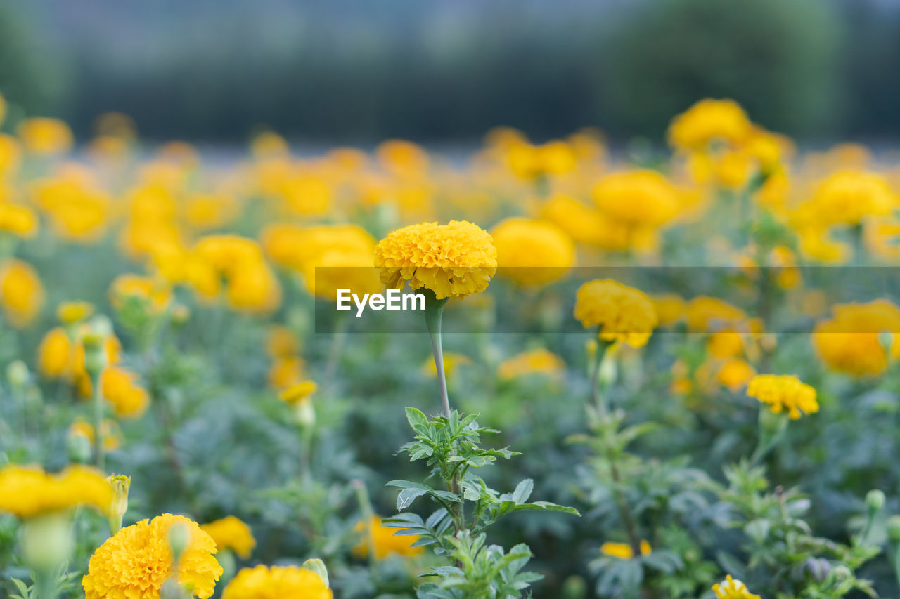 Close-up of yellow flowering plants on field