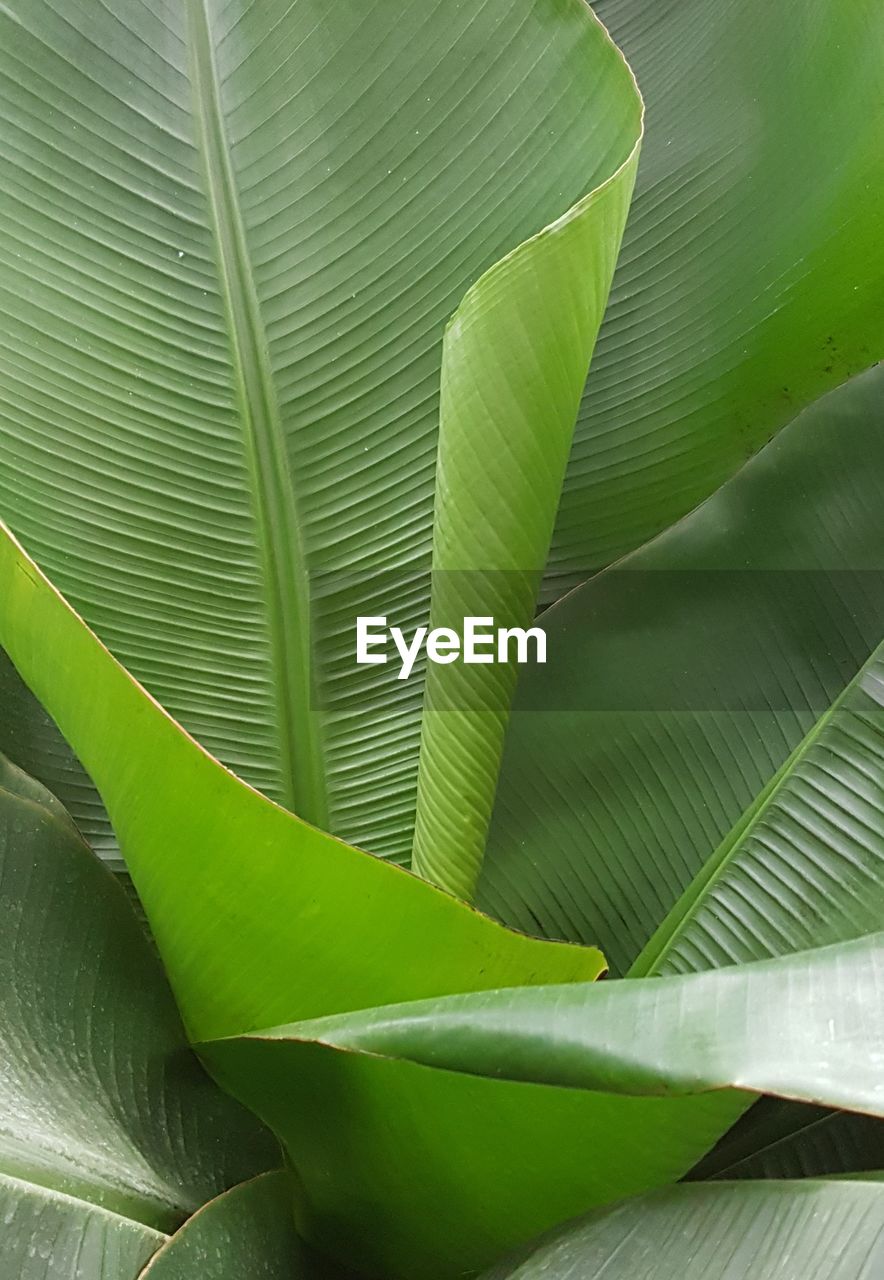 CLOSE-UP OF GREEN LEAVES