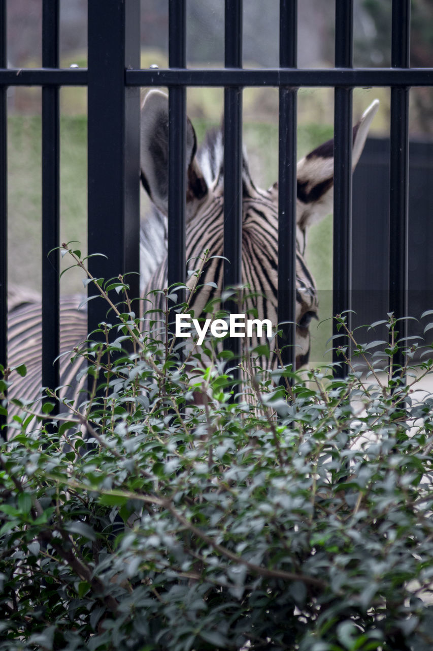 Zebra behind bars