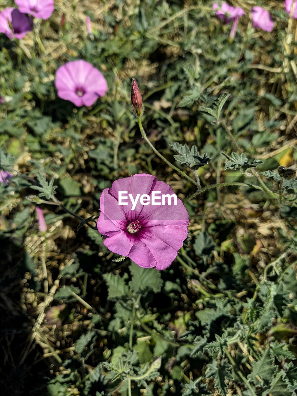 CLOSE-UP OF PURPLE FLOWERING PLANT