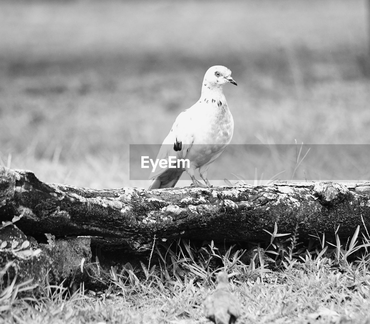 BIRD PERCHING ON TREE TRUNK