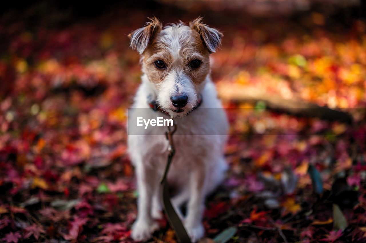 Close-up portrait of dog on field during autumn