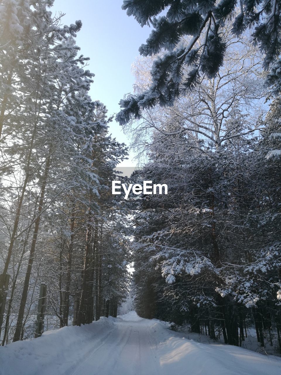 LOW ANGLE VIEW OF TREES DURING WINTER