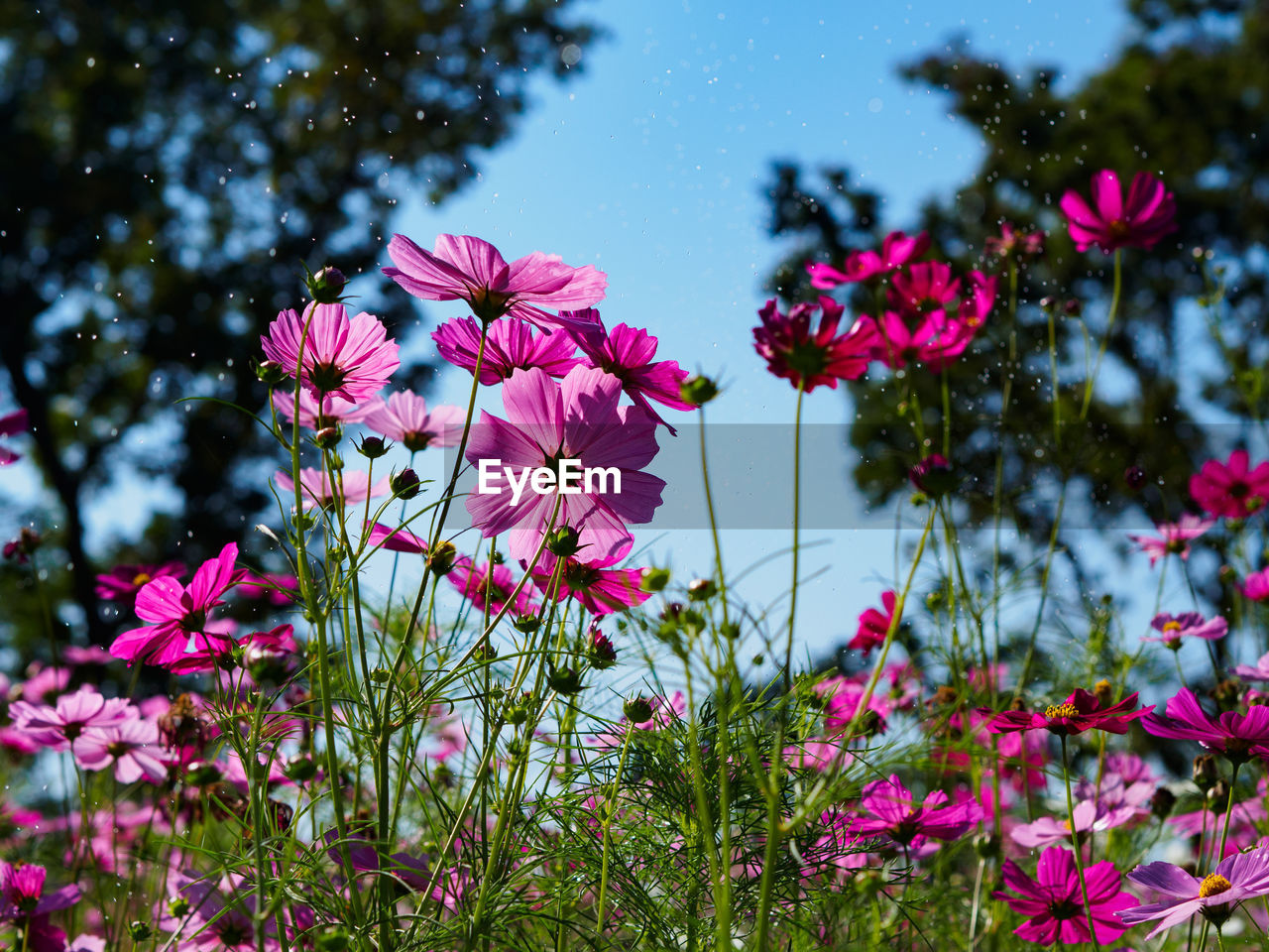 Close-up of pink flowers growing against clear blue sky in park