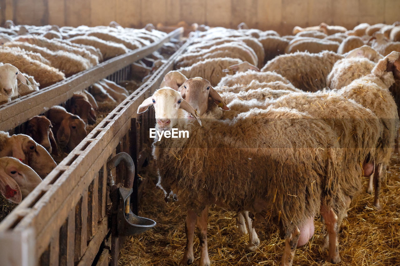 flock of sheep grazing on field