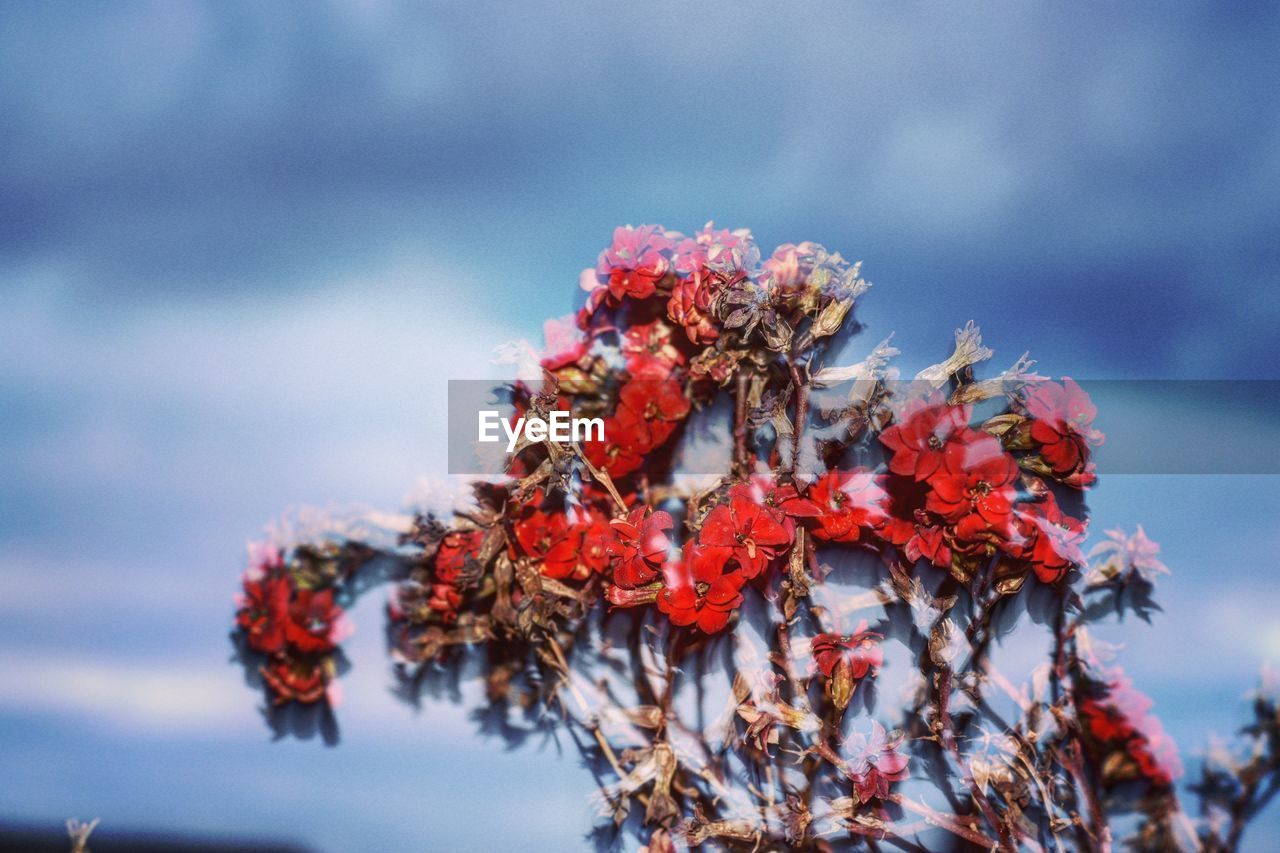 Close-up of red flowers against sky