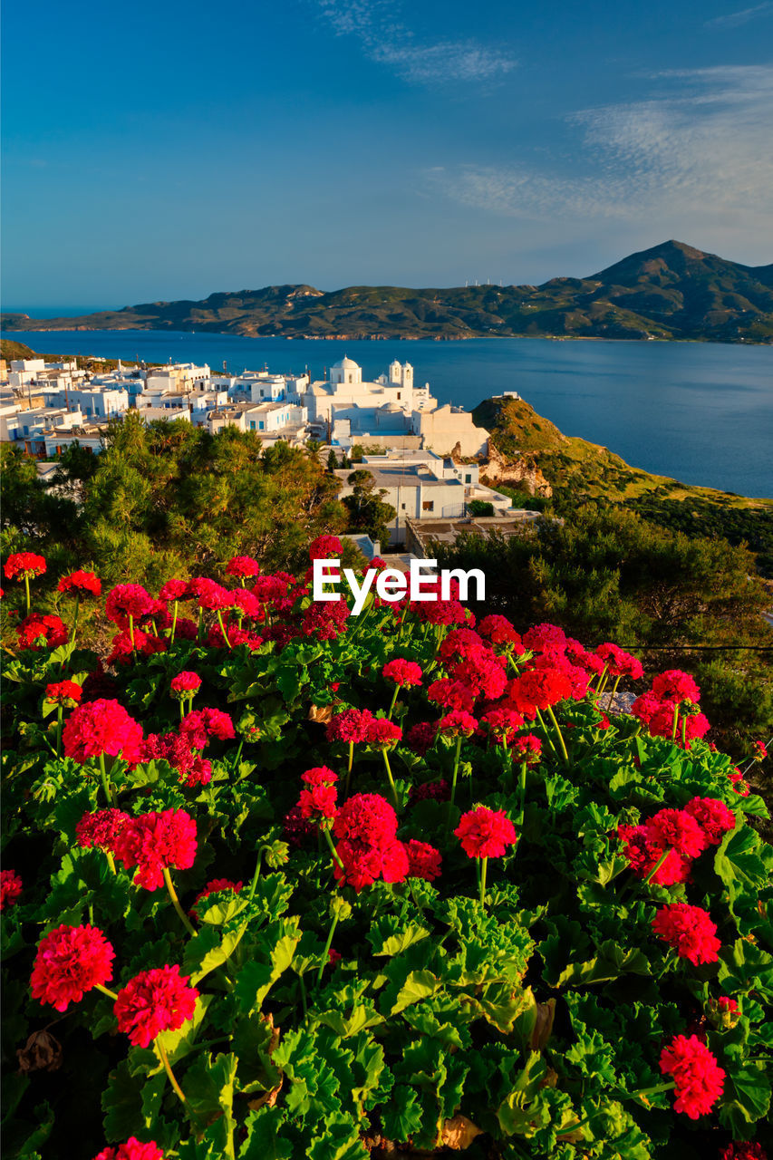 Red geranium flowers with greek village plaka on milos island in greece