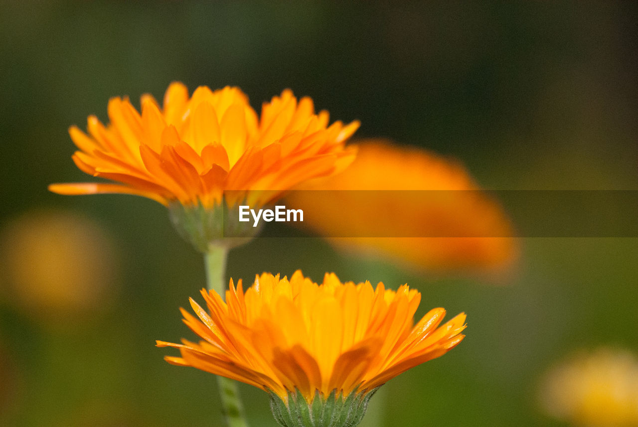 CLOSE-UP OF ORANGE FLOWER AGAINST YELLOW WALL