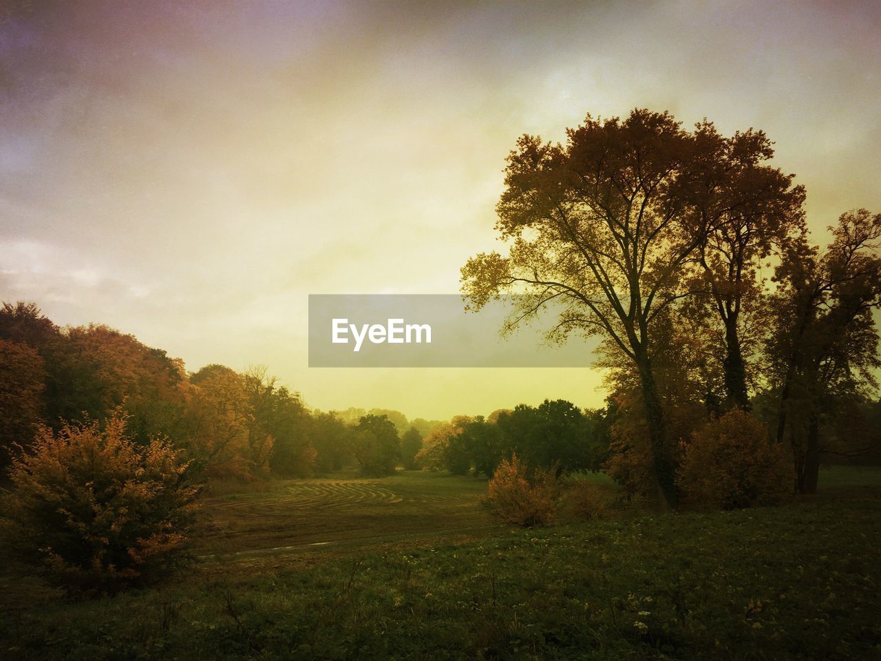 TREES ON COUNTRYSIDE LANDSCAPE