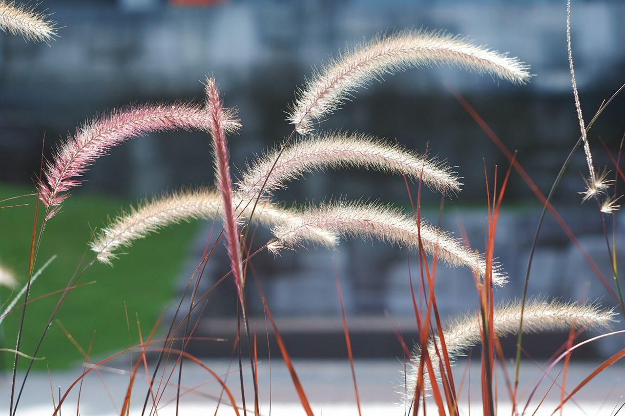 Close-up of reed growing on field against sky