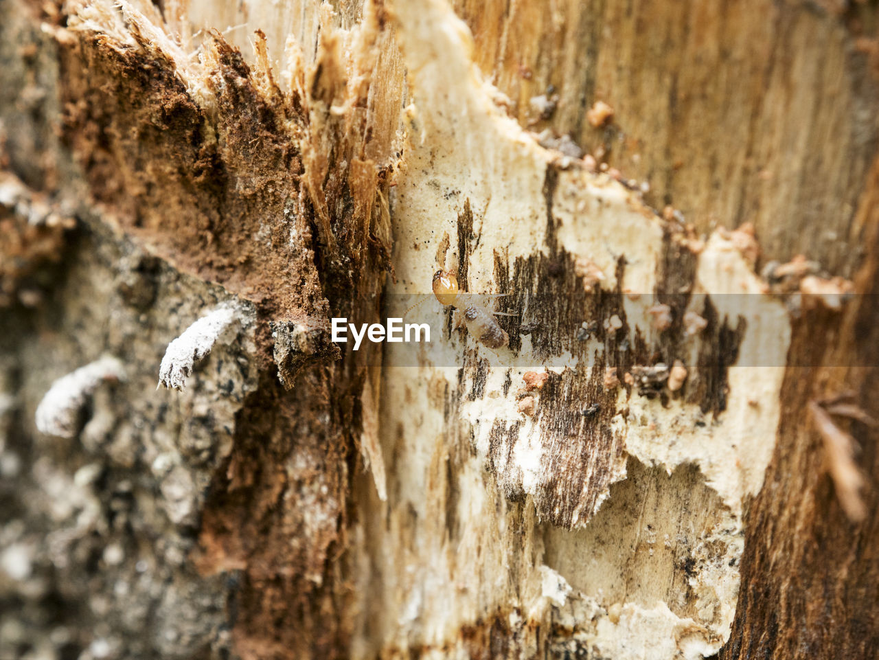 CLOSE-UP OF TREE BARK