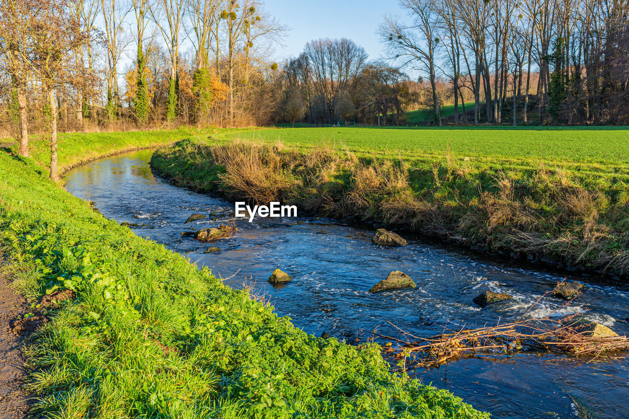 Stream with flowing water between stones surrounded by green grass, bare trees, sunny autumn day