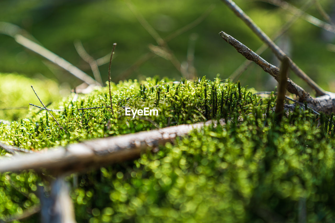 Close-up of moss growing on tree