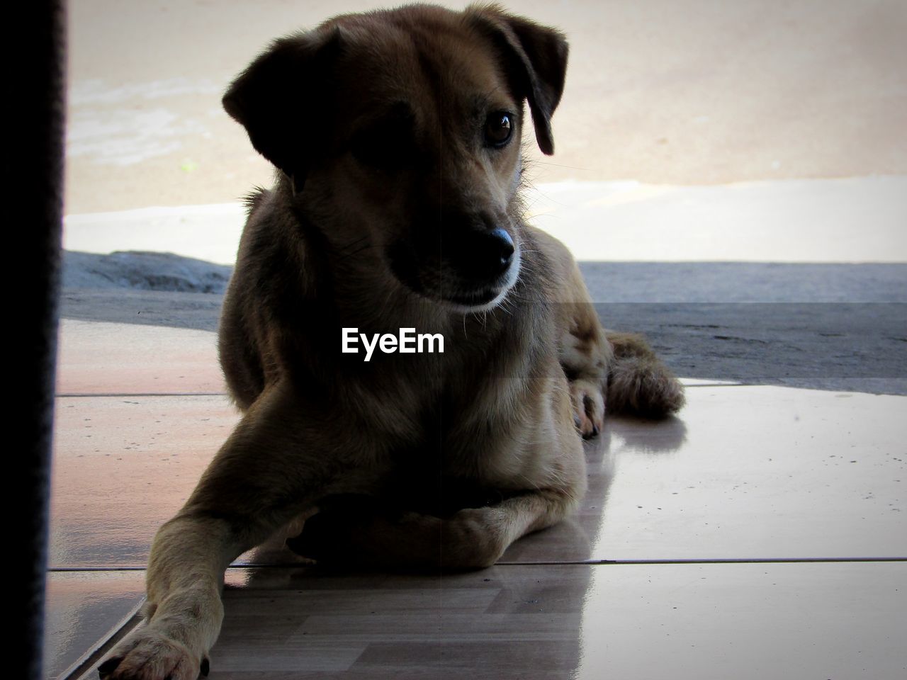 Portrait of dog sitting on floor