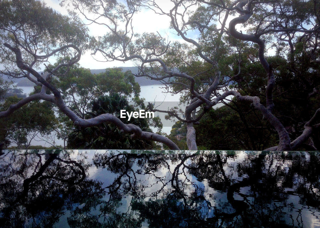 VIEW OF A TREE IN LAKE