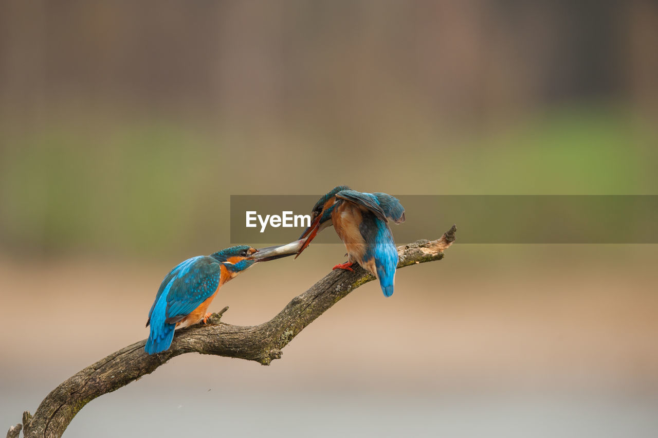 Close-up of birds perching on branch