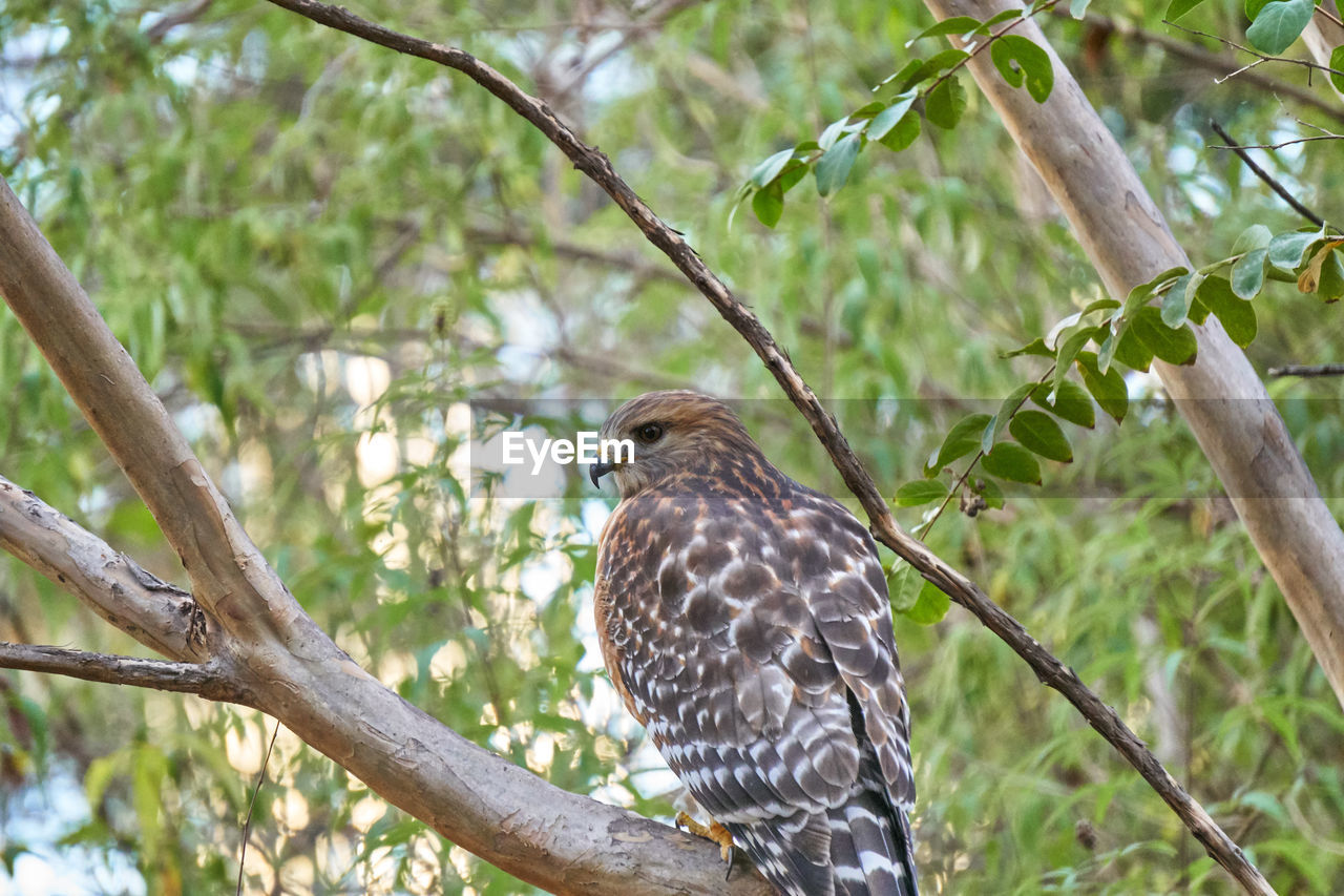 Close-up of eagle perching on tree