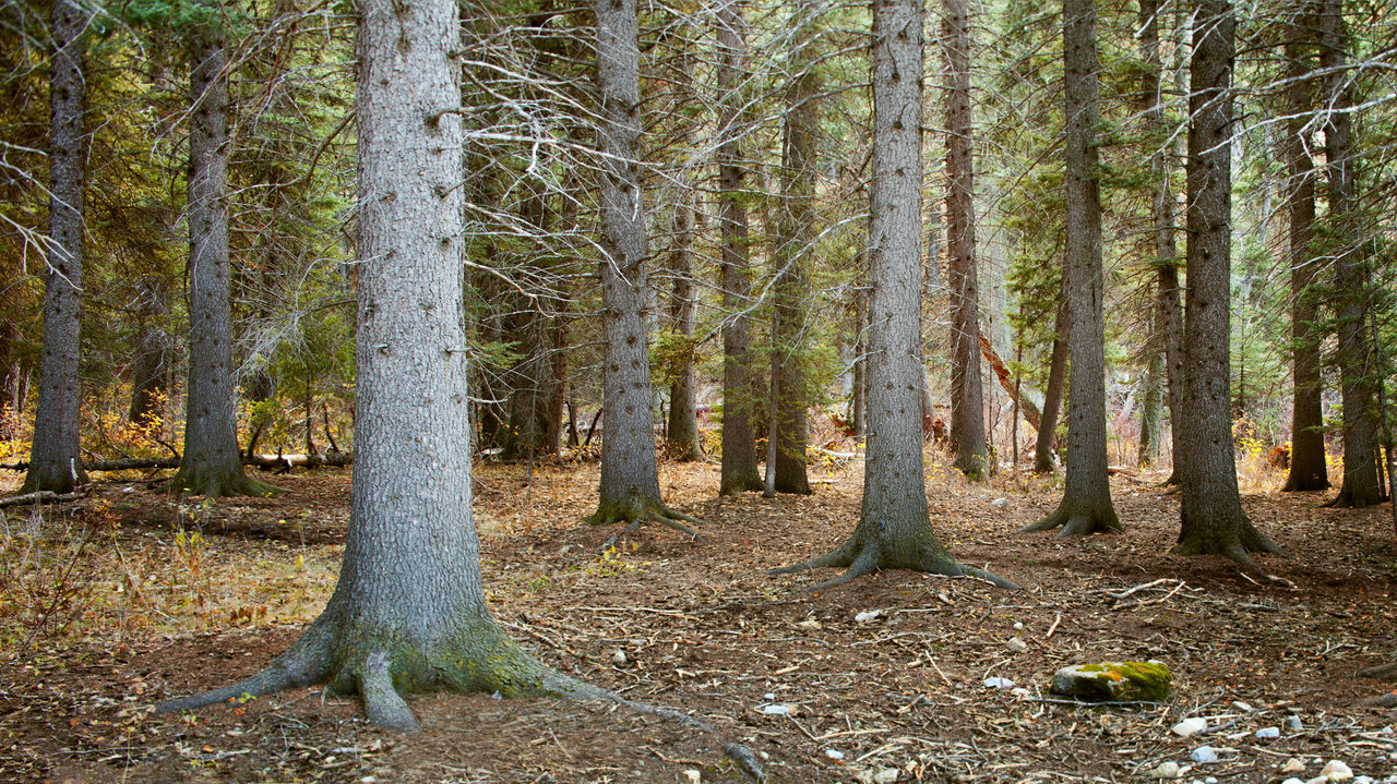 Trees in forest