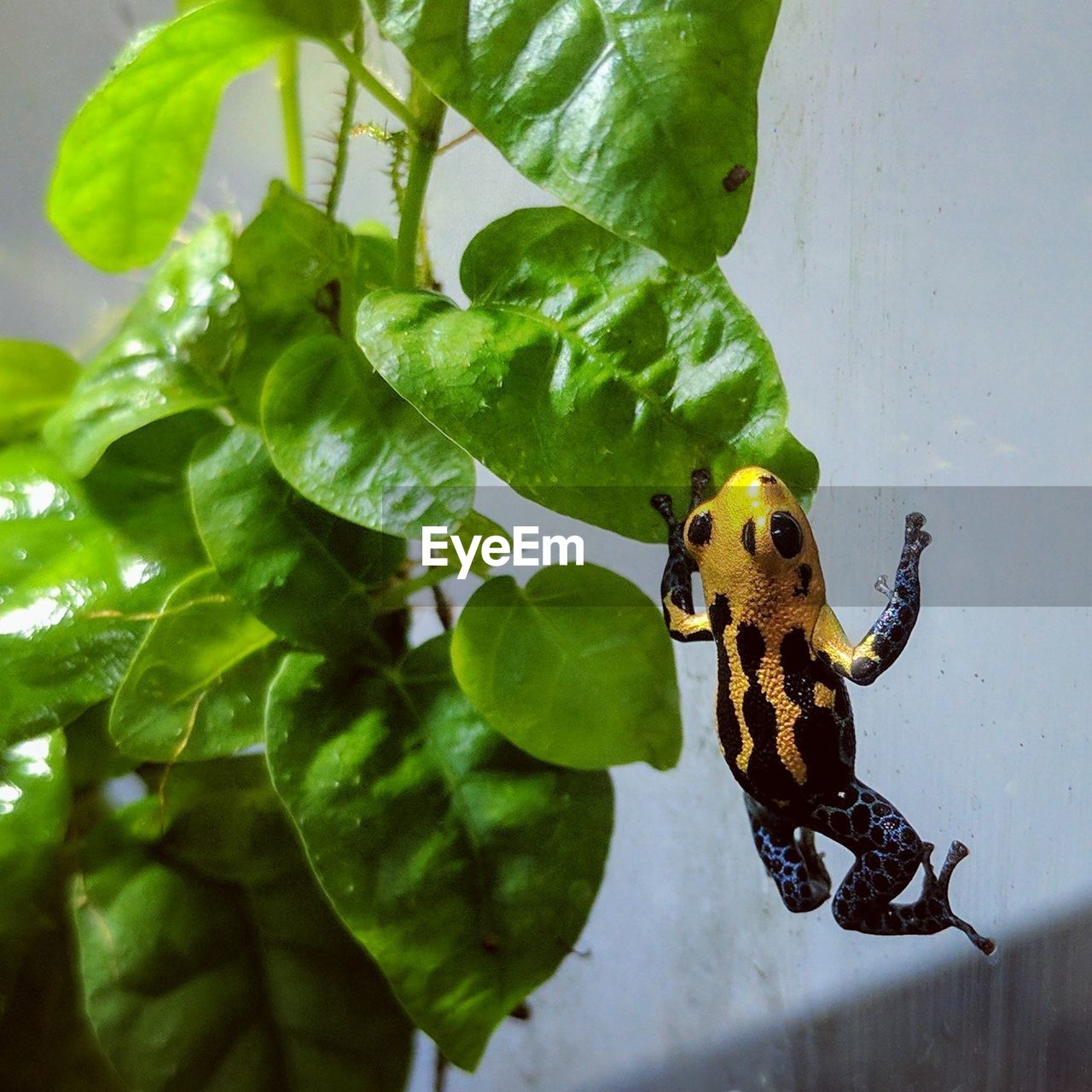 Close-up of poison dart frog on leaf against wall