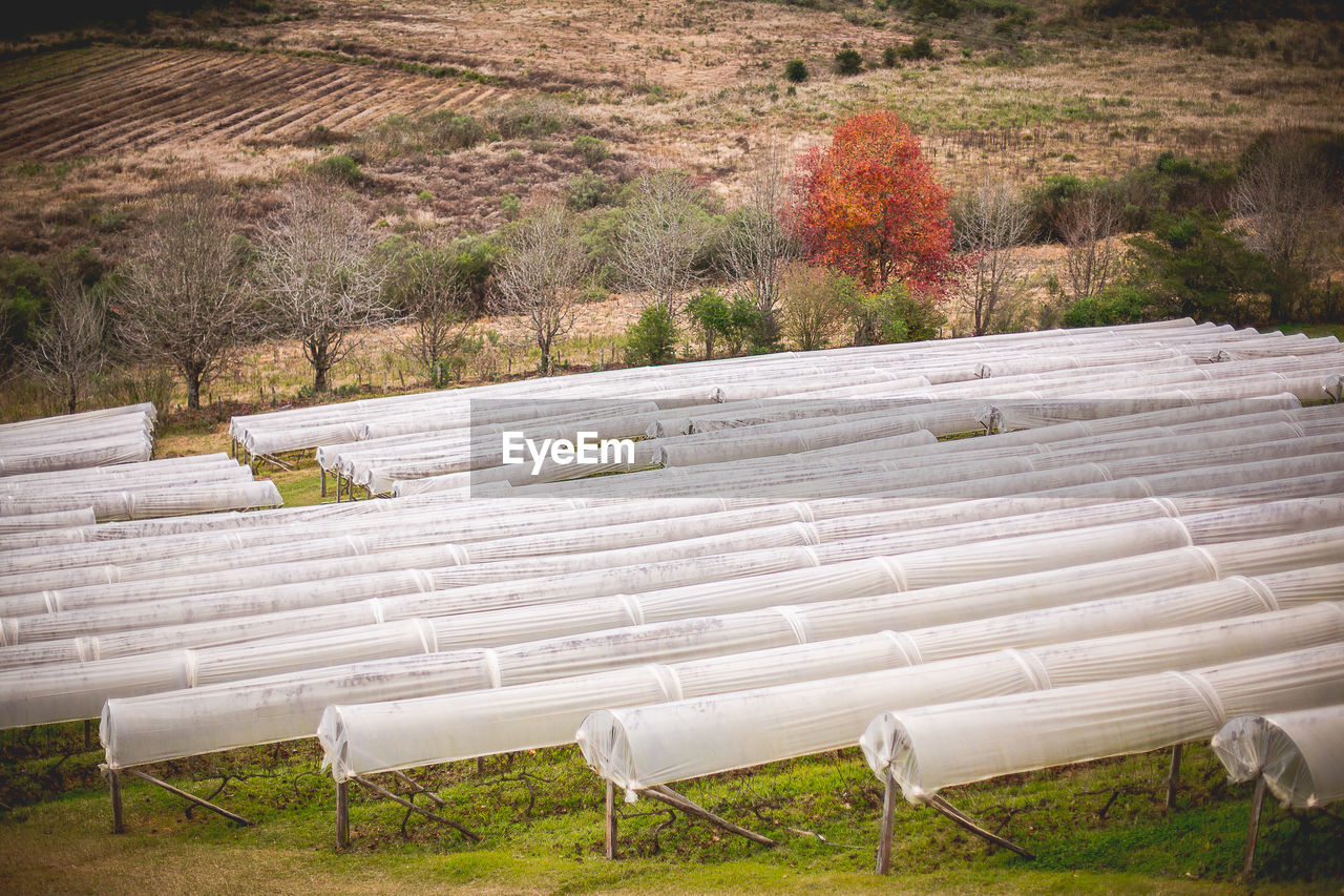 plant, seat, nature, grass, no people, land, chair, environment, day, wall, field, white, landscape, outdoors, tree, tranquility, beauty in nature, agriculture, high angle view, growth