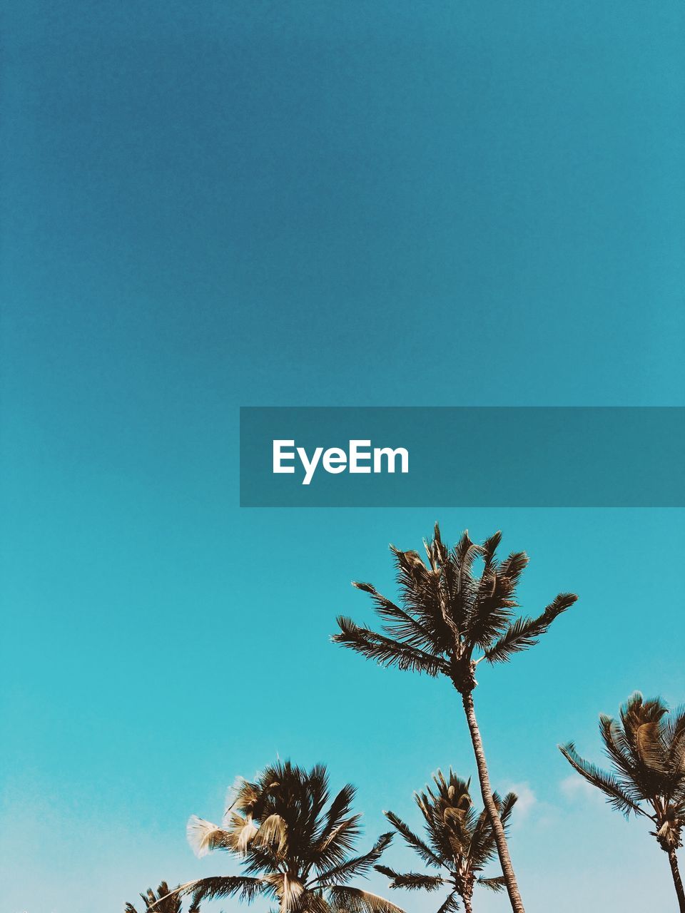 Low angle view of palm tree against clear blue sky