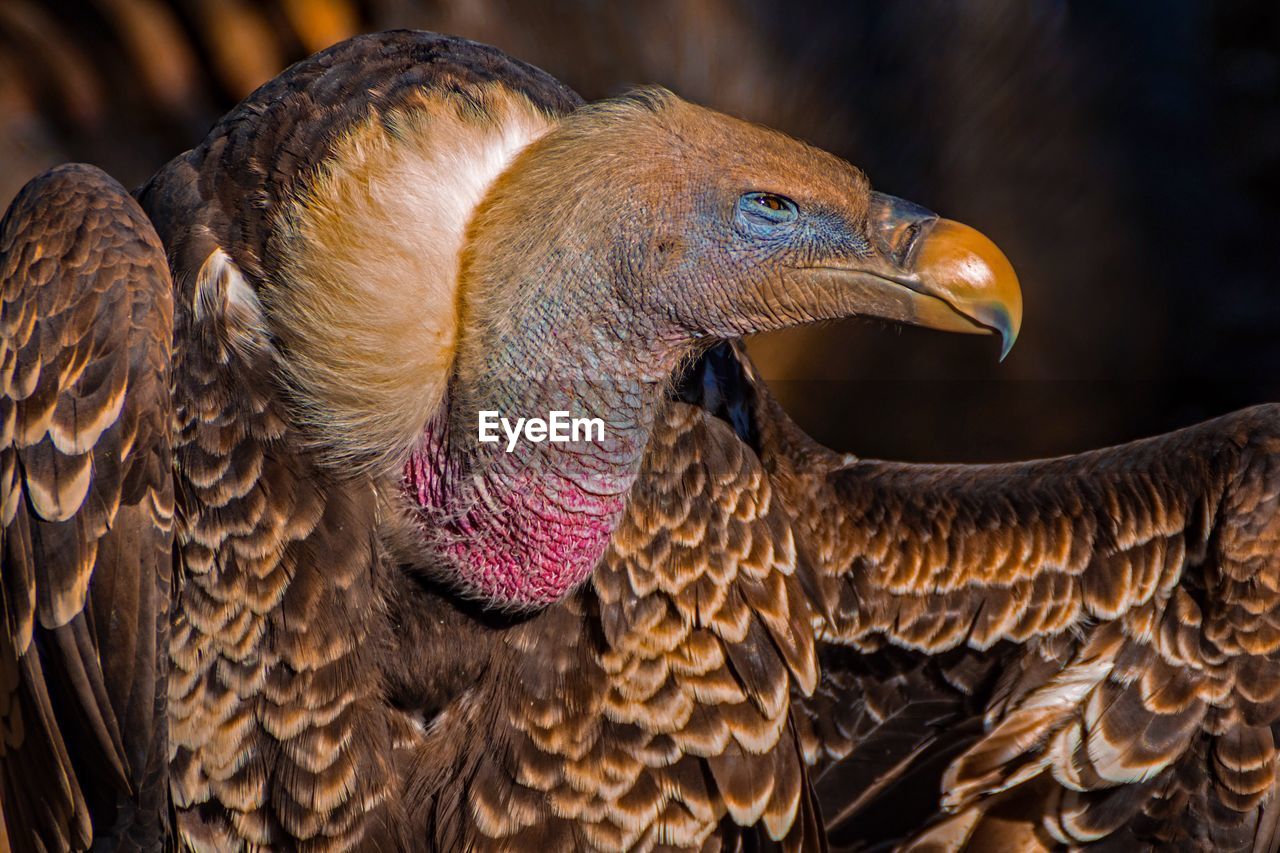 Close-up of vulture