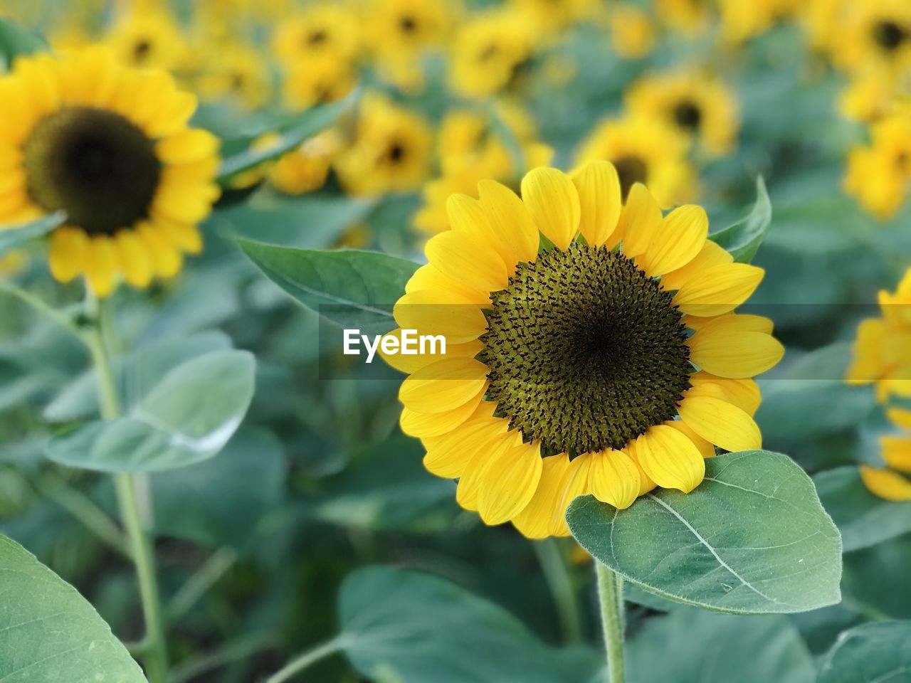 CLOSE-UP OF SUNFLOWERS ON YELLOW FLOWERING PLANT