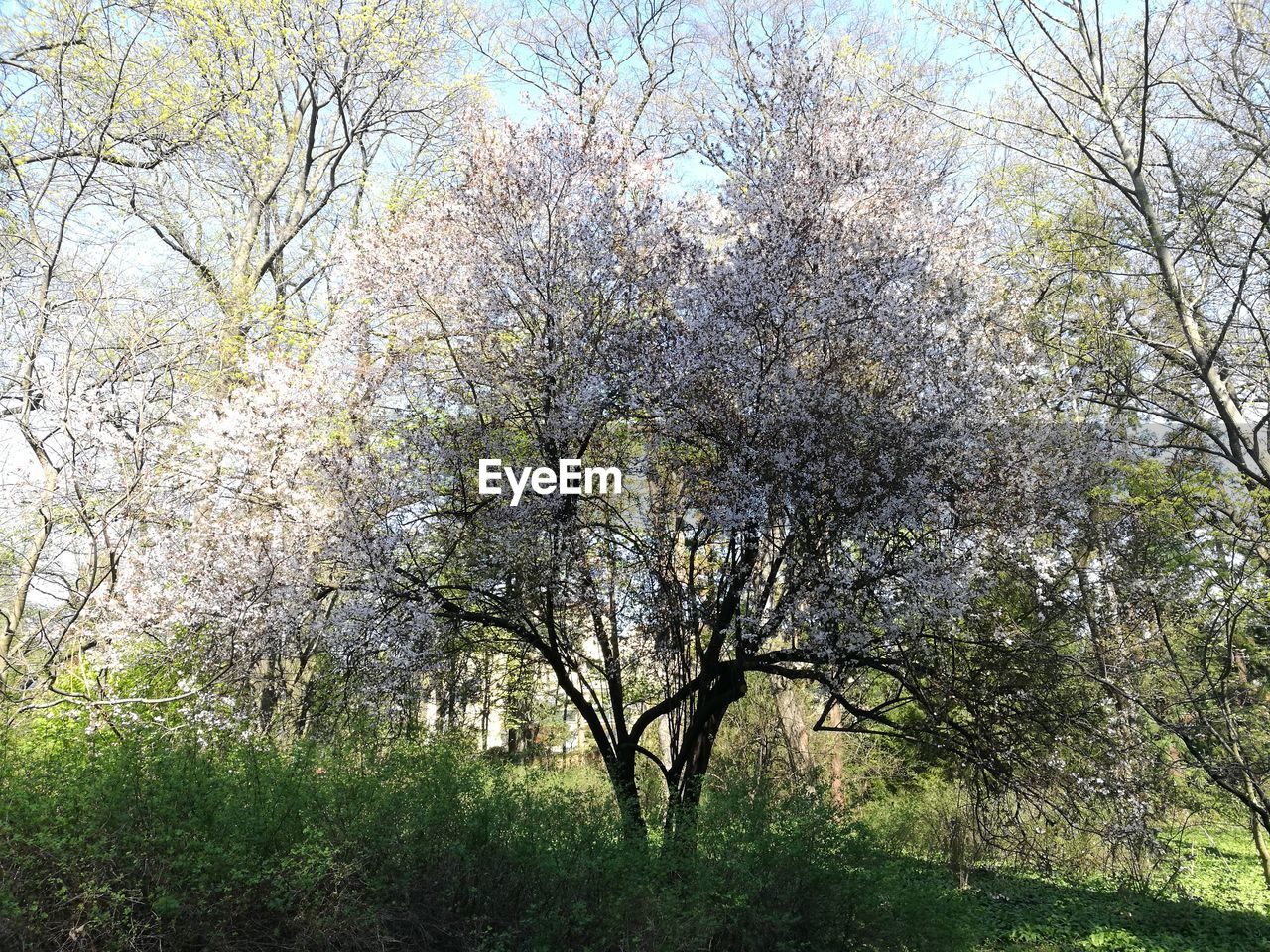 CLOSE-UP OF TREE