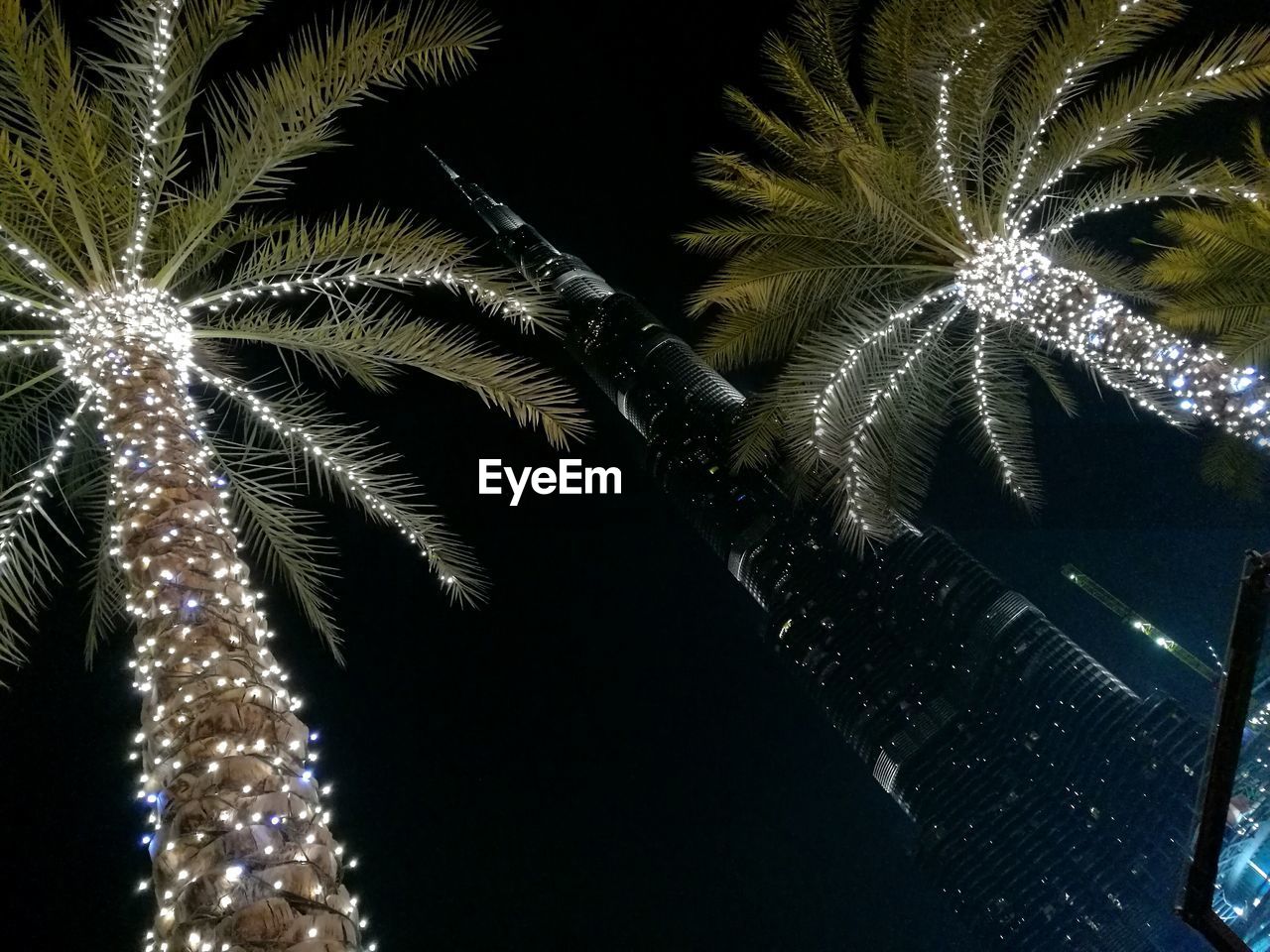 night, celebration, low angle view, christmas, illuminated, no people, outdoors, growth, nature, close-up, christmas decoration, tree, vacations, palm tree, beauty in nature, sky