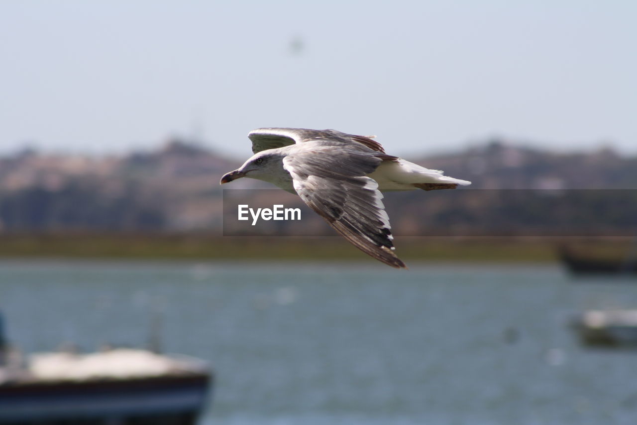 BIRD FLYING OVER SEA