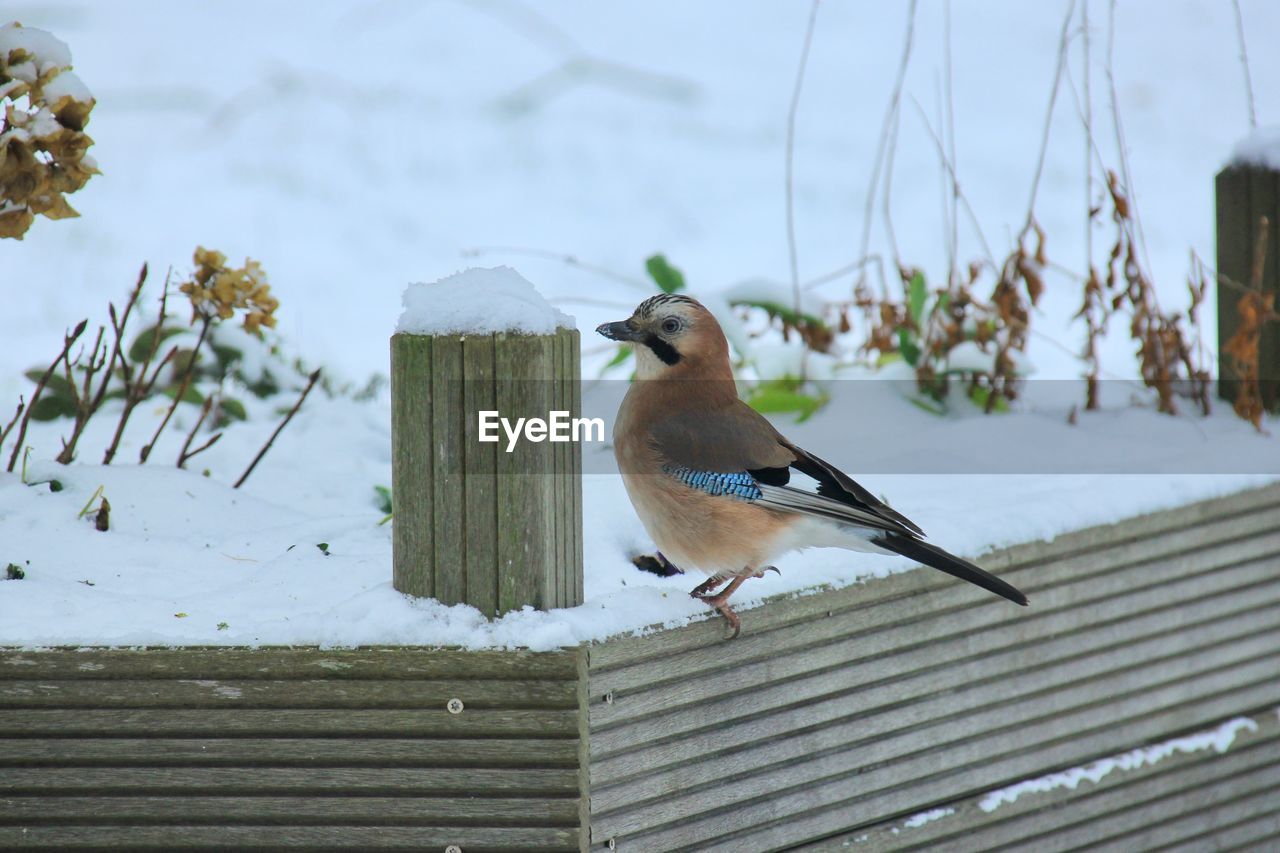 CLOSE-UP OF BIRD PERCHING ON SNOW