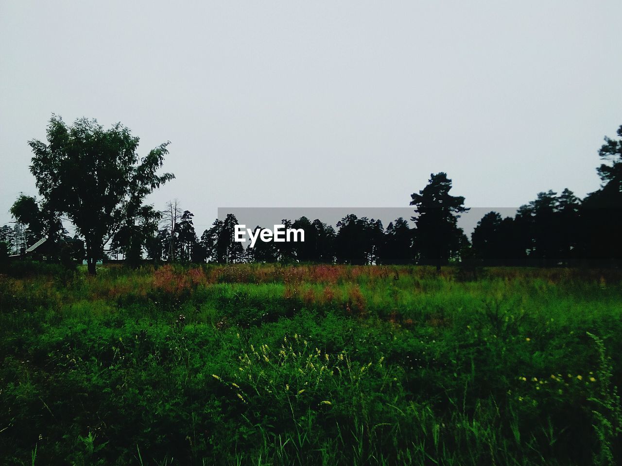 Scenic view of grassy field against sky