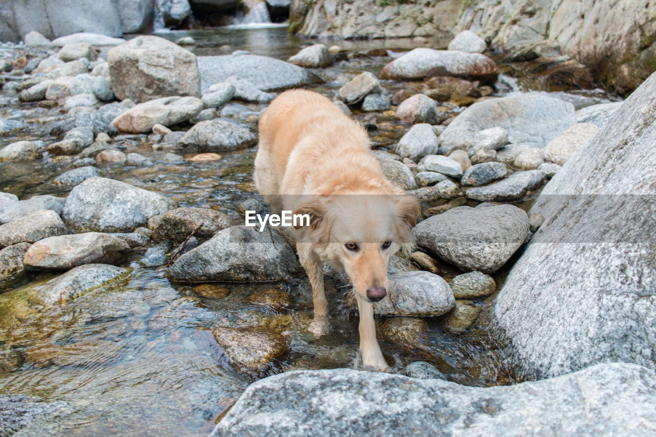View of dog drinking water from rocks
