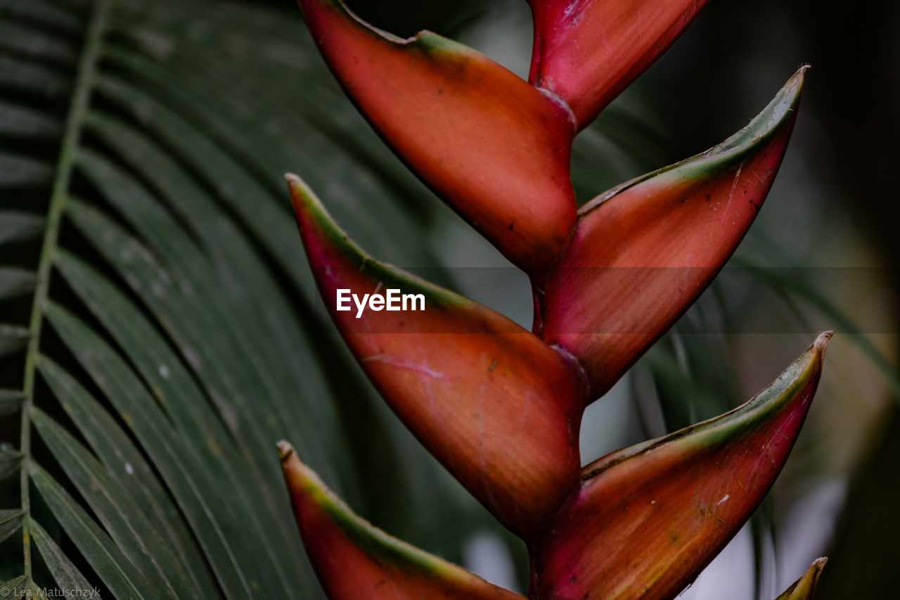 CLOSE-UP OF RED PLANT