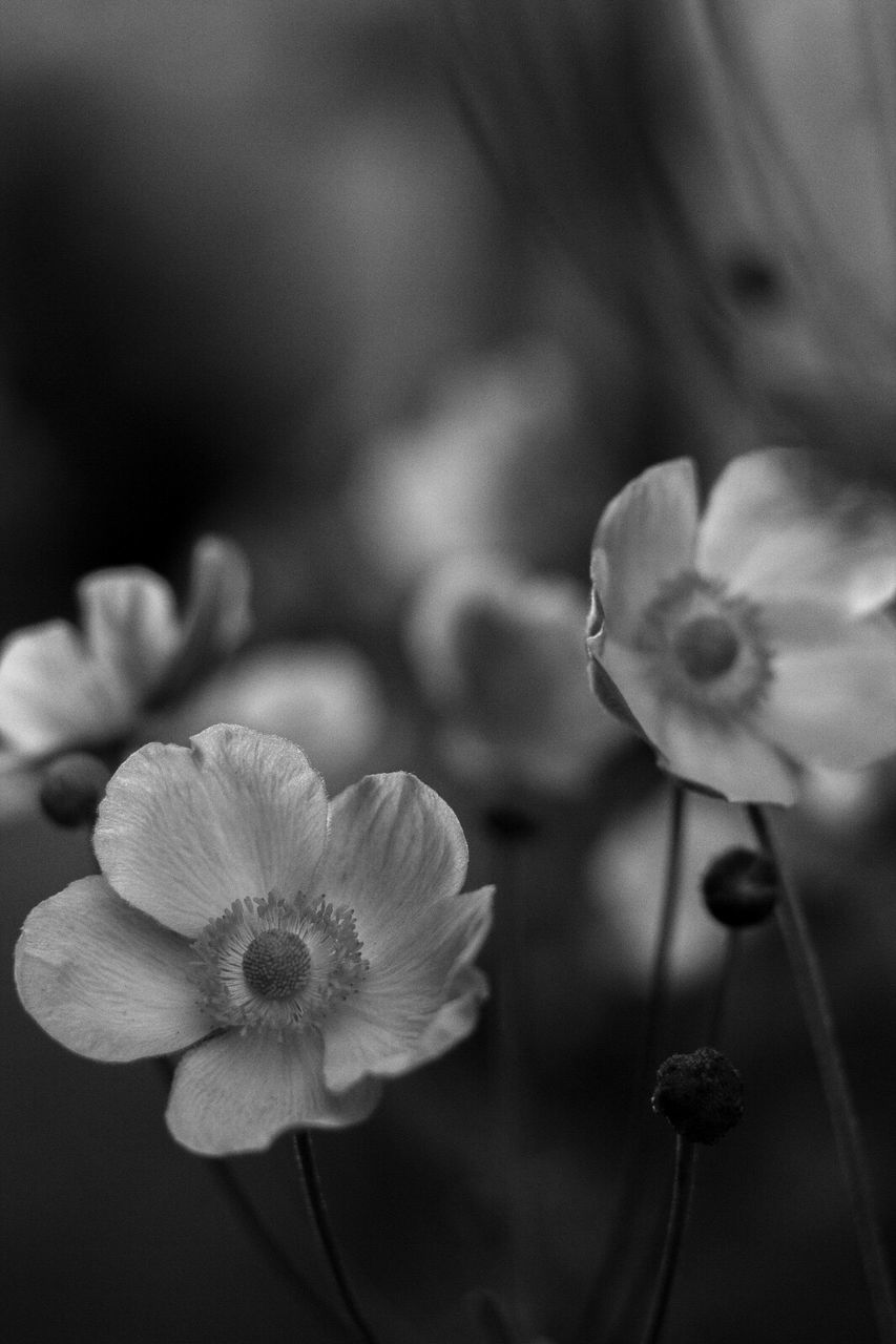 Close-up of white flowers