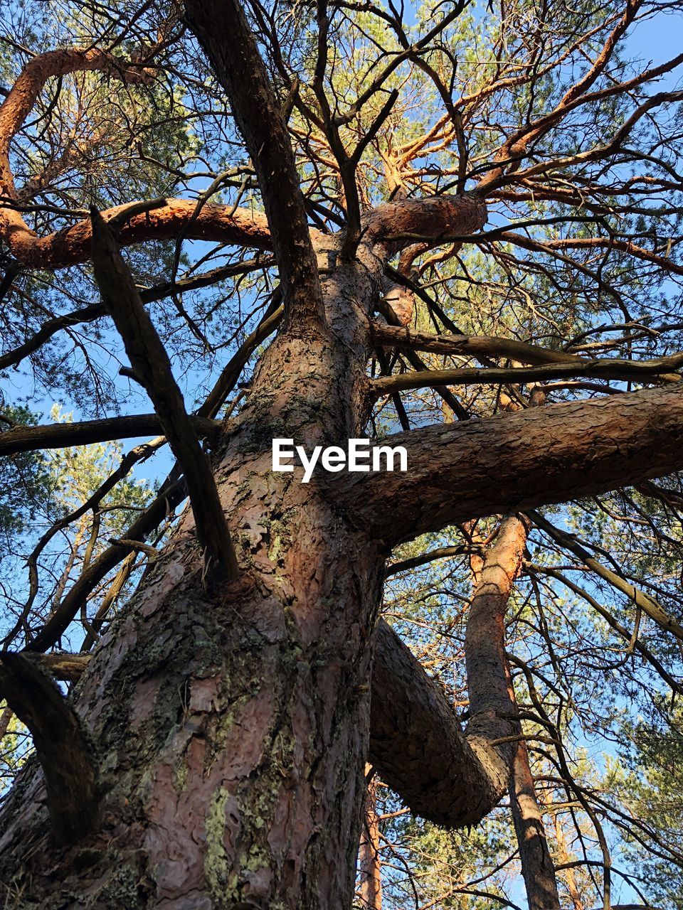 LOW ANGLE VIEW OF TREE IN FOREST AGAINST SKY