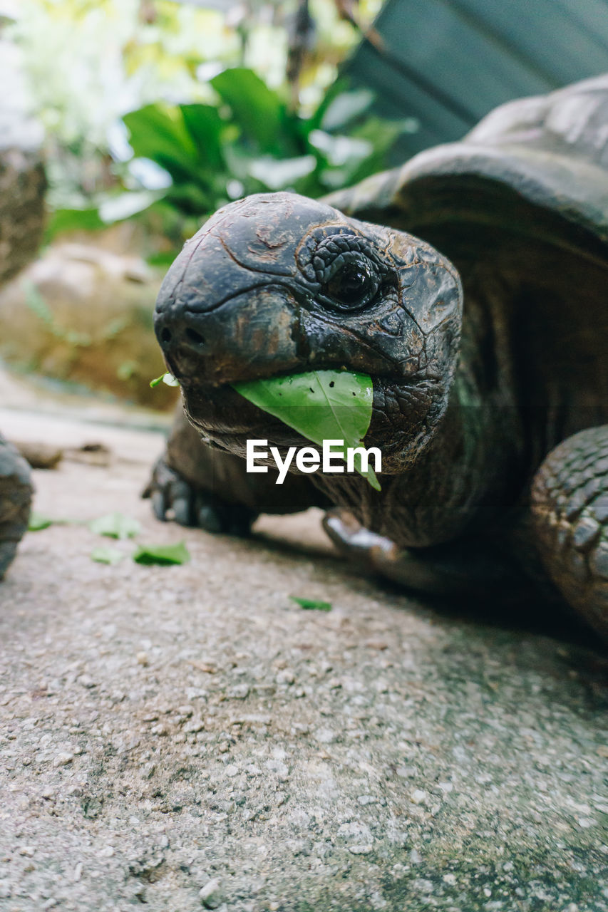 CLOSE-UP OF A TURTLE IN A FOREST