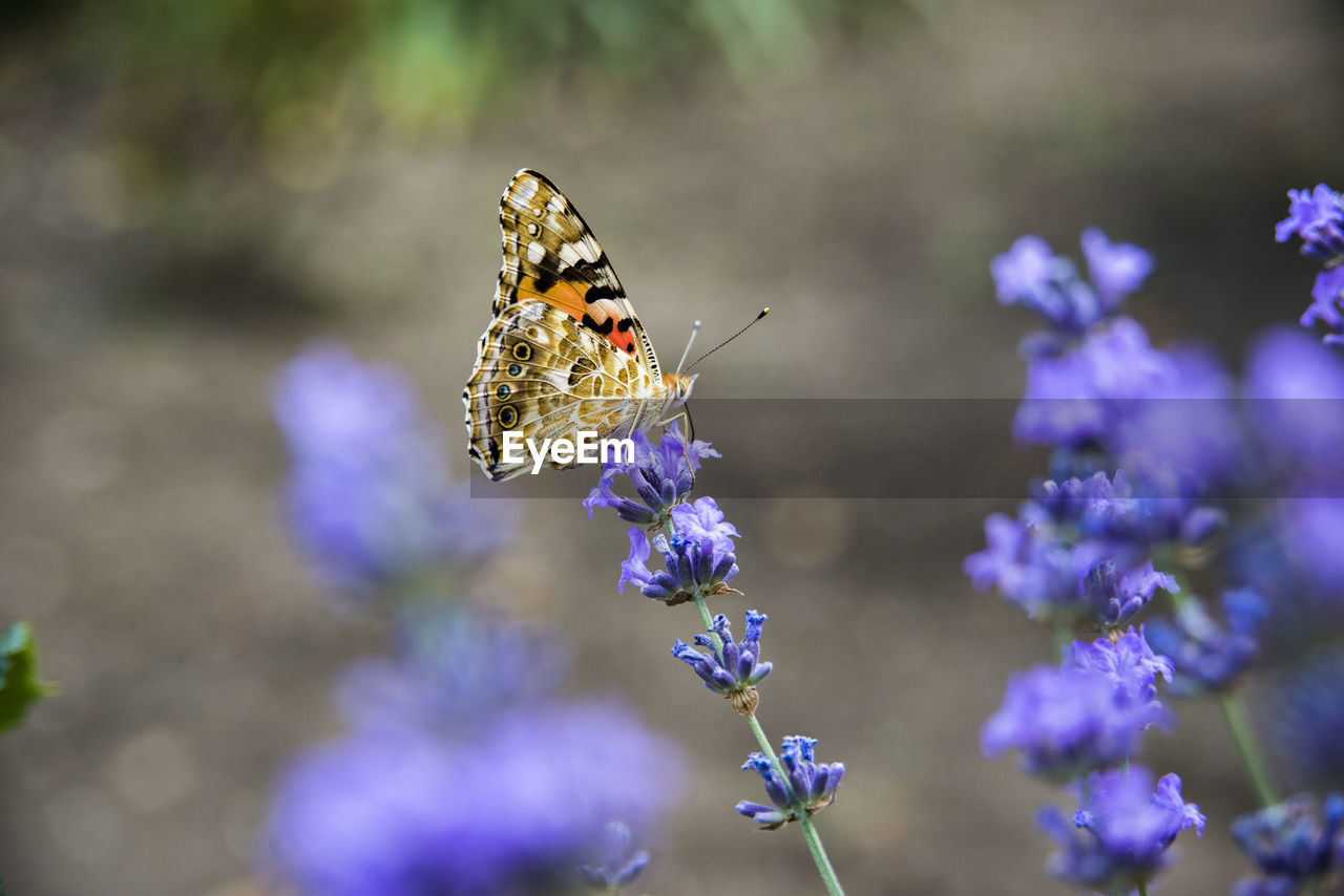 CLOSE-UP OF BUTTERFLY POLLINATING ON LAVENDER