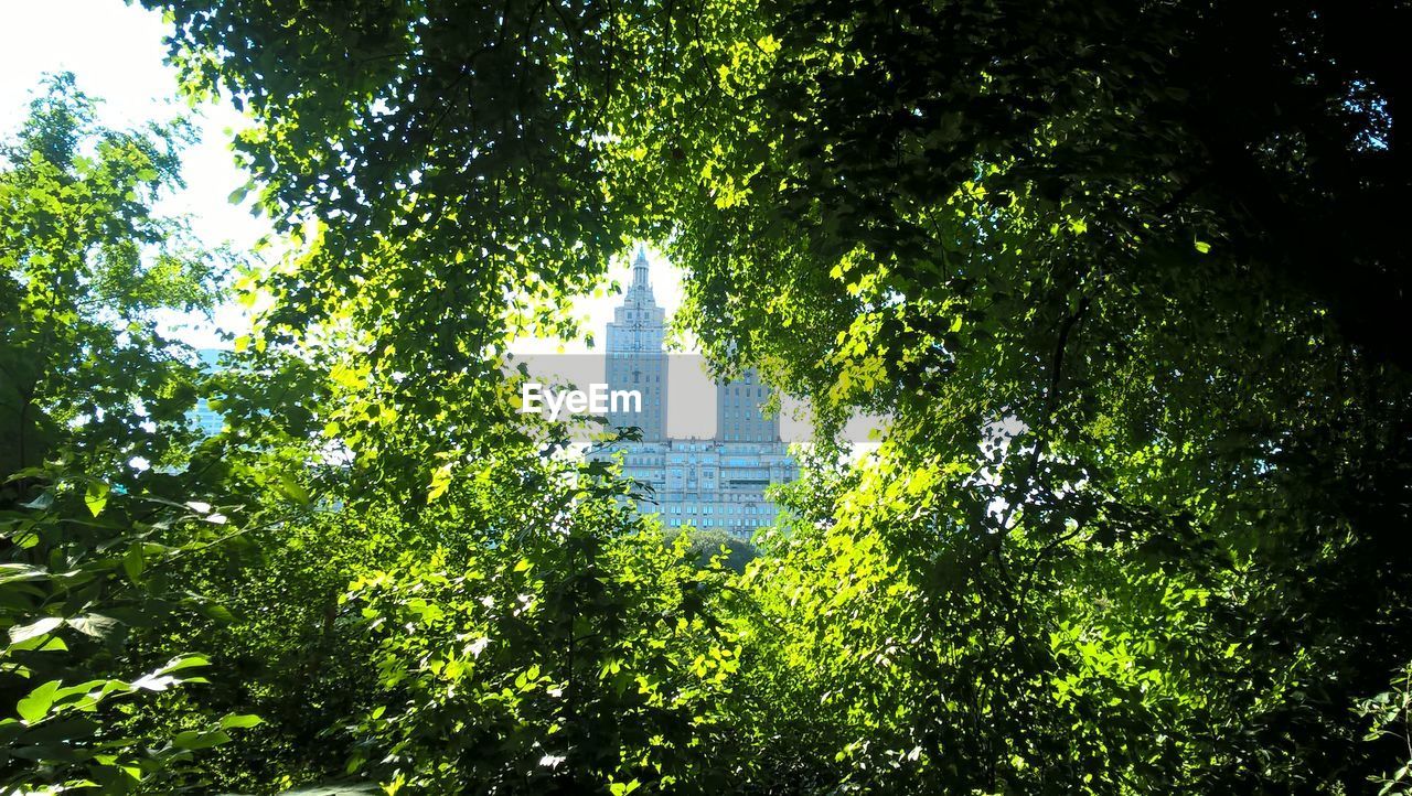 Low angle view of trees and plants from new york central park