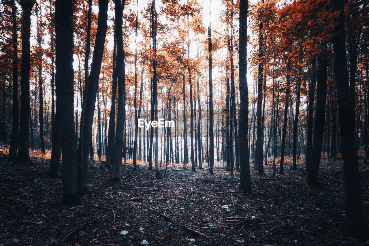 Trees in forest during autumn